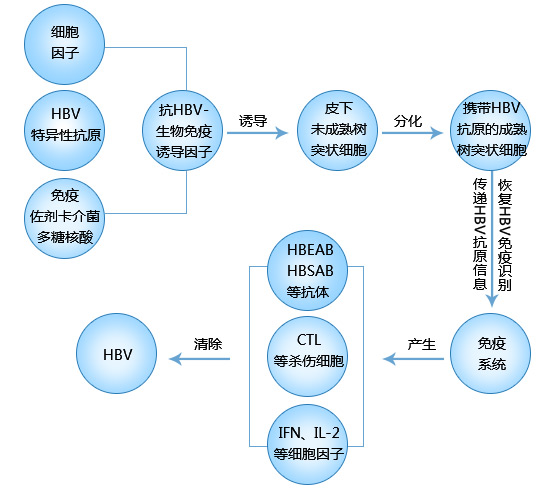 HBV-յƷ